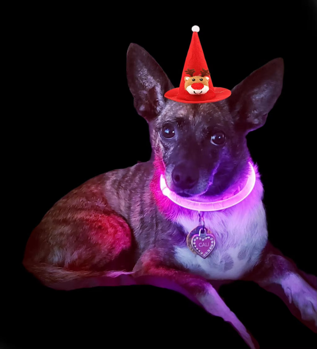 LED Rechargeable Pet Collar - Light Up Dog and Cat Collar for Christmas Decoration and Gifting