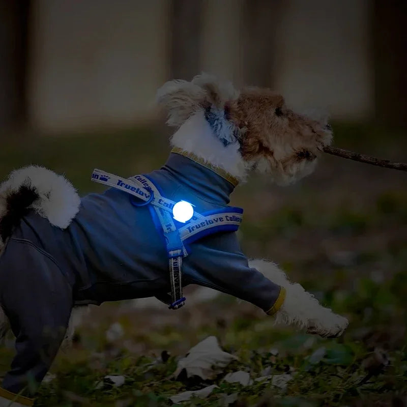 Pet Outdoor Waterproof Safety LEDLIGHT Flash Light Pet Accessories Dog Products TLD19103