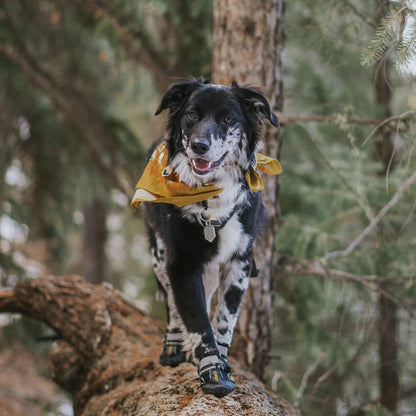 Canine Protective Footwear for Extreme Weather and High Temperatures