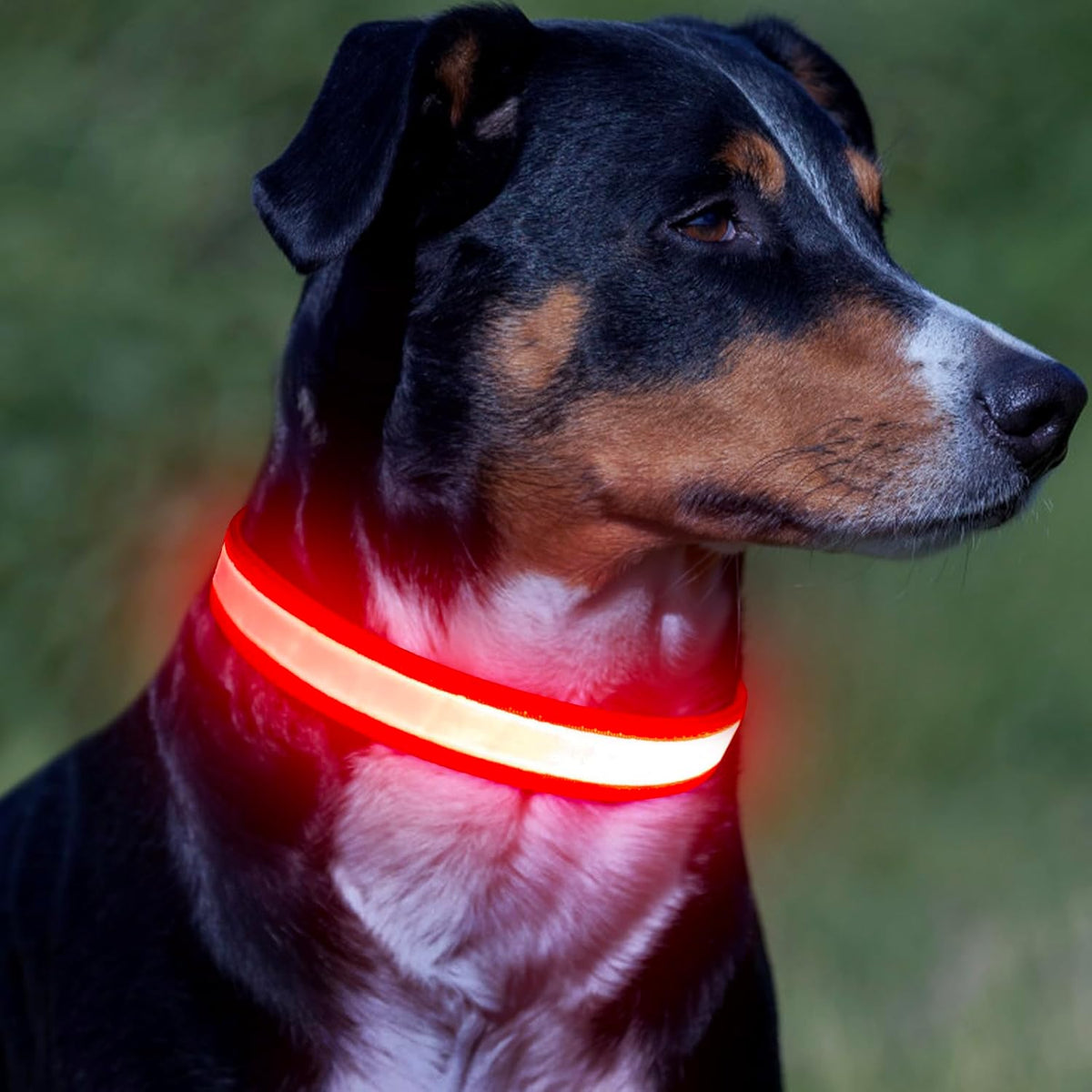 Adjustable USB Rechargeable High-Visibility LED Dog Collar for Medium Breeds - Red